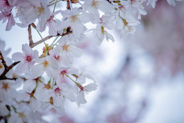 Pink Japanese cherry blossom blooming season under a ending winter
