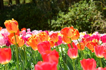 チューリップのアップ