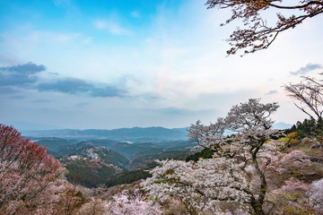 Fototapeta na wymiar 奈良県・吉野山の桜・早朝