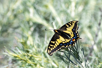 Close up of Western Tiger Swallowtail (Papilio rutulus) resting on a green plant, San Francisco bay area, California