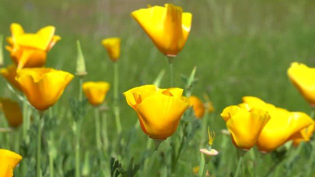 Poppies blowing in the wind on a sunny day in Northern California,  eschscholzia californica, golden California poppy in green grassy meadow, closeup in stunning ultra HD 4K.