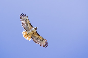 Flying Red-tailed Hawk (Buteo jamaicensis); blue sky background, Fremont, east San Francisco bay area, California