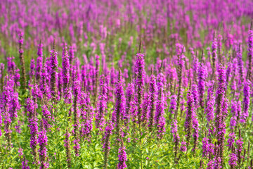 Naklejka premium 真夏に咲き乱れるセンダイハギ