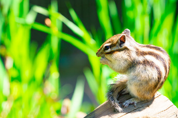 りす物語（待ちに待った春の訪れ）