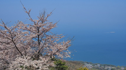 春の紫雲出山（桜満開）７