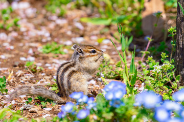 りす物語（待ちに待った春の訪れ）
