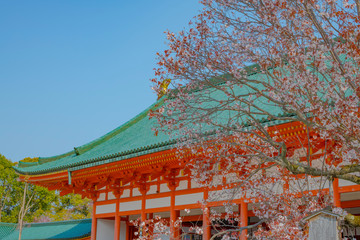 平安神宮の桜