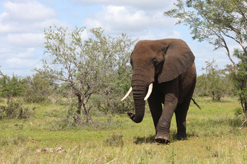 Obraz premium Afrikanischer Elefant / African elephant / Loxodonta africana