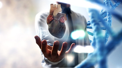 Man s hands showing anatomical heart model.