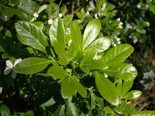 Oranger du Mexique (Choisya ternata)