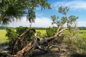 fallen tree on marsh