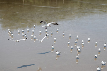 flock of seagulls