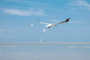 seagull flying in the blue sky