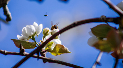 Spring Bees Humming