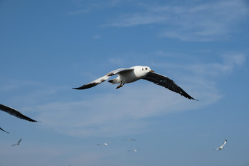 seagull in flight