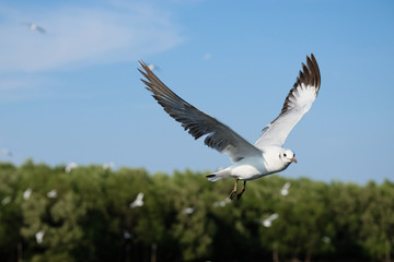 Fototapeta premium seagull in flight