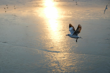 birds flying in the sunset sky