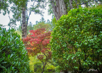 Fototapeta premium Red maple tree in a park