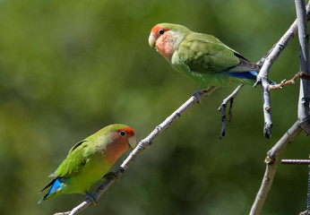 Two lovebirds on a branch in the sunlight