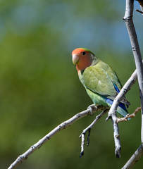 Lovebird on a branch looking over his shoulder
