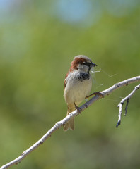 House sparrow on a branch with a seed in his beak