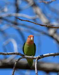 Peach faced lovebird on a branch