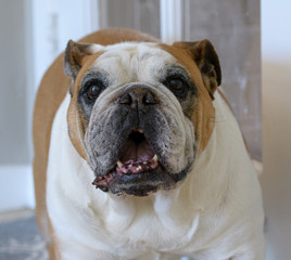 Obraz premium Up close with a smiling English bulldog