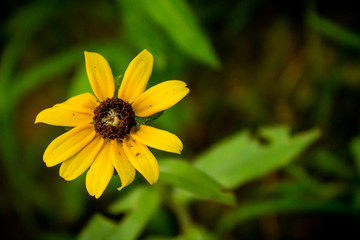 Wild Black-eyed Susan