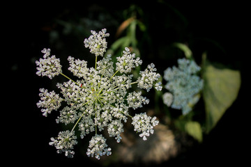 Queen Anne's Lace