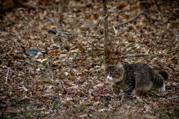 Cat Stalking through Leaves