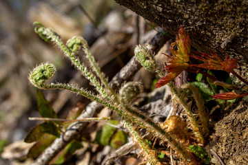 Fototapeta premium Spiral Fern Fronds