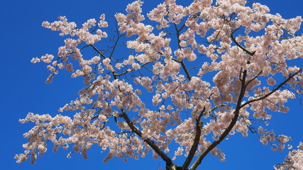 栗林公園の桜４