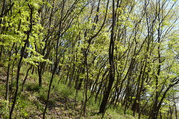 新緑の雑木林