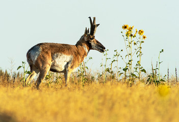 Pronghorn Antelope