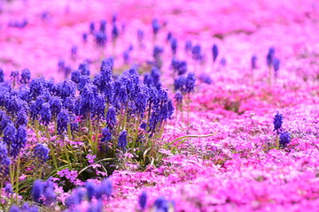 ムスカリと芝桜