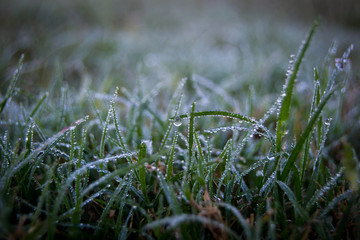 Early morning dew