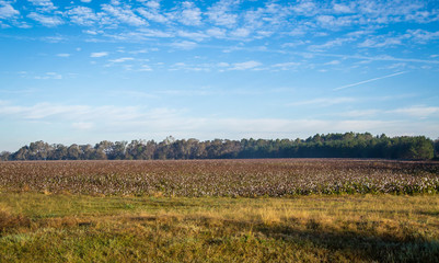 Blue sky and green field