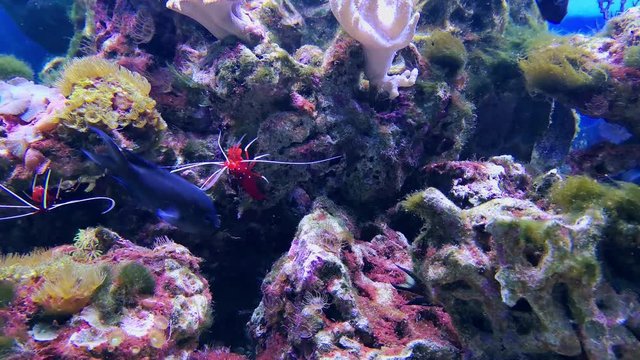 Lysmata debelius shrimp underwater. Prawn and hard corals, aquarium deep waters video. Fire or blood scarlet cleaner shrimp and seaweeds landscape. Exotic coral reefs and stones, chrysiptera cyanea