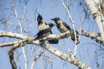 magpies sitting on birch branches, close up