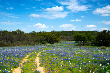Fototapeta na wymiar Bluebonnets in Texas Hill Country