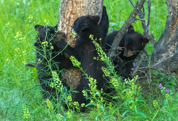 Black Bear cubs