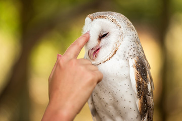Beautiful Barn Owl