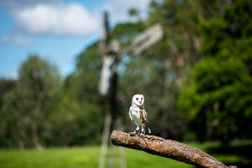 Beautiful Barn Owl