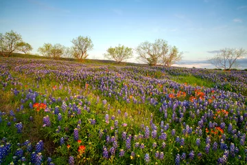 Foto op Plexiglas Bluebonnets in Texas Hill Country © brent coulter
