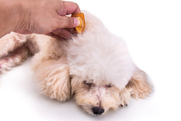 Applying Essential oil spot-on drips on dog restore skin hydration.