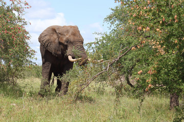 Afrikanischer Elefant / African elephant / Loxodonta africana