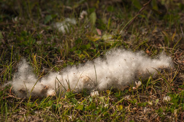 Obraz premium Typical Cottonwood Tree Seed Pod