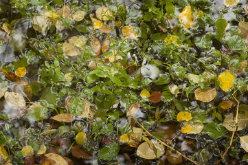 autumn leaves in the water