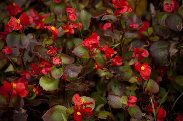 red flowers in the garden