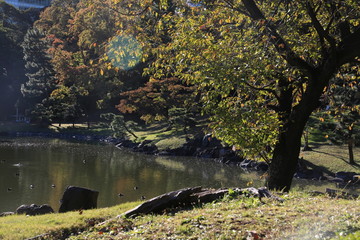 trees in the park